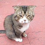 [고양이] 길냥이가 아니라 버려진거였어