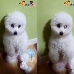 [댓글부탁해] <b>사고</b>친 멍뭉이 특징