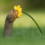 [댓글부탁해] 네덜란드 사진 작가가 찍은 꽃향기 맡는 <b>다람쥐</b>