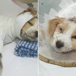 [방탈죄송요] 누군가 끓는 물에 2개월된 강아지를 구타 후 버렸습니다