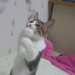 [EXO] 있다 냥이사진ㅋㅋ
