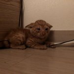 [고양이] 의도치않게 냥<b>집사</b>가 되었습니다 2