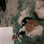 [고양이] (사진추가) <b>생후</b> 1개월남짓 삼색 길냥이 엄마 아빠 찾아요...
