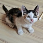 꽃순이 / 코숏/<b>여아</b> / 2개월 추정 *길거리를 배회하던 아이