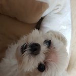 나 우리 강아지한테 <b>큰일</b>냈어