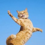 냥이계의 '<b>무림</b>고수' 등장