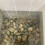 [내가한요리] 자취하면서 먹고싶은거 해먹기