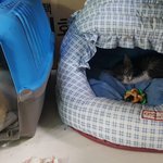 아기고양이 잘키워주실분 <b>무료</b> 분양해드립니다ㅏ.