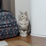 [드루와] 울 <b>야옹</b>이 짱귀여움