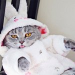 <b>뚱</b>~한 표정에도 끌리는 냥이들