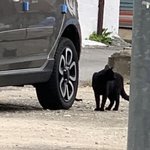 5월<b>달</b>에 봤던 <b>길</b>냥이 또봄