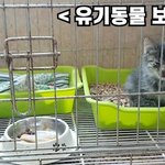 반려동물 강아지 고양이 <b>입양</b>하세요. '입양비 안받습니다.'
