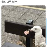 <b>비비</b>살건데 넷중에 골라조