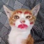 [고양이] 동물<b>학대</b> 신고 어떻게 해야 돼? 혹시 된다면 신고해줄...