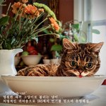 <b>요정</b>인게 틀림 없는 쪼꼬미 냥이