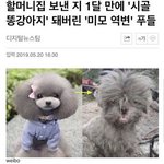 [댓글부탁해] <b>시골</b>로 내려간 강아지.jpg