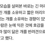 반려견과 주인이 닮았다는 연구결과가 나왔대!