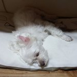 우리 멍멍은 집사를 모기 <b>미끼</b>로 줍니다