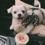 [강아지<b>실종</b>] 말티즈 수원 찾아주세여