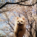 우리집 겸<b>둥이</b> 강아지 댕댕이입니다