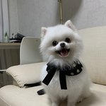 [강아지] 우리집 솜덩어리 김솜이 소개합니다