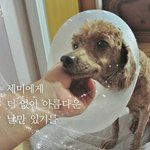 세미/푸들/6살/여아/6kg *<b>무척</b>이나 힘든 삶을 살아온 아이