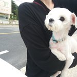 [강아지] 유기견 말티즈 <b>입양</b> 원하는분!