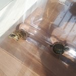 [드루와] +)<b>거북</b>이 친구들 일광욕 하는 중