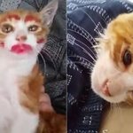 아기고양이 엽기 학대.대중 <b>공분</b>