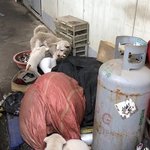 <b>카센</b>타에 방치되었던 다섯 생명을 구조하였습니다