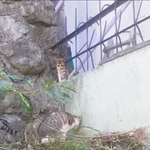 집 마당에서 키우는 길냥이 양<b>수니</b>와폴