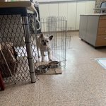 [강아지분실] 전주 팔복동 프렌치<b>불독</b> 분실