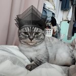 [고양이] <b>나무</b> 근황이에욤ㅎㅎ