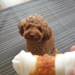 [강아지] 제가 내년에 <b>유학</b>을 가는데요
