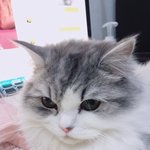 [고양이] 뭉치치 토<b>토리</b> - 5탄!