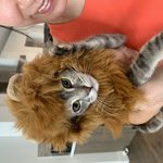 [고양이] 우리 <b>아가</b>들이에용