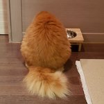 아기냥 호빵이-25