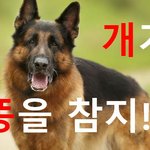 [사람동물원] [정치<b>내전</b>022] 문재인 대통령! 개가 똥을 참지...