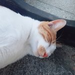 [고양이] 학교 앞 고앵이