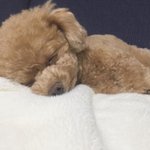 [드루와] 옆모습 예리닮으면 좋은거야?