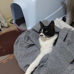 [고양이] 사랑하는 내 길아가들