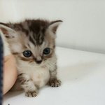 [고양이] 저희집 삼형제 소개해드릴게요 ㅎ