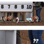 [모두드루와] <b>엉망</b>진창 웰시코기 달리기 대회