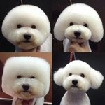 싸늘하다 '<b>비숑</b>'이 날아와 꽂힌다