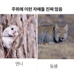 [드루와] ++짤추))<b>자매</b> 공감 짤