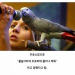 [드루와] 말하기대회에서 <b>우승</b>한 앵무새 소감 ㅋㅋㅋ