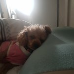 우리우리 복덩이 어때요?