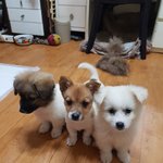 [강아지] 대형패드 좀 부탁드려요
