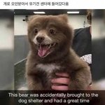 [댓글부탁해] 개로 오인받아 유기견<b>센터</b>에 들어간 곰