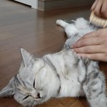 [드루와] 울고양이 <b>빗질</b>하고있는데 자고있음